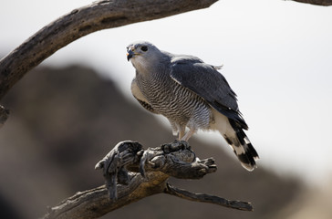 Gray Hawk sitting on a branch searching for prey