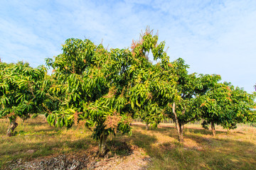 Fototapeta na wymiar Mango orchards asia Thailand