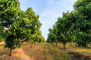 Mango orchards asia Thailand