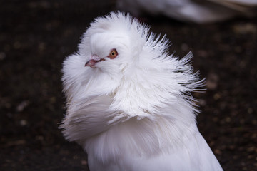Vogel