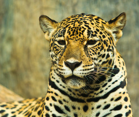 Fototapeta na wymiar Jaguar and lived in Central America and South America