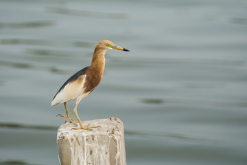 The bird standing on post in sea (ripple background)