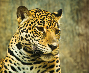 Fototapeta na wymiar Jaguar and lived in Central America and South America