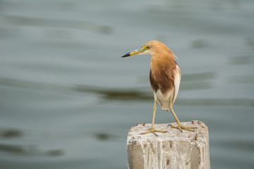 The bird standing on post in sea (ripple background)