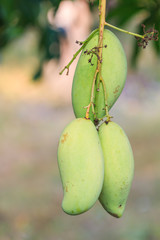 Mangoes on the tree. The tropical fruit of Thailand