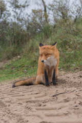 Close-up of a red fox