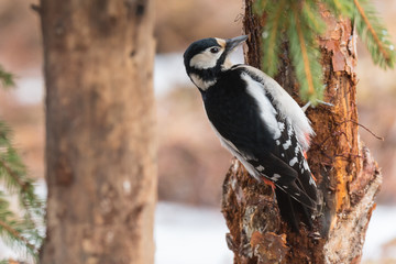 Close-up of a Great spotted woodpecker