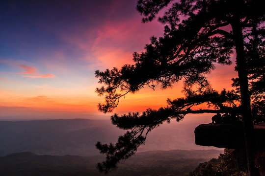 Romantic time at Lom sak  cliff with silhouettes of tree in the winter season, Phukradung National Park in Thailand