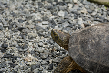 Turtle on ground