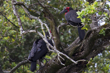 southern ground hornbill