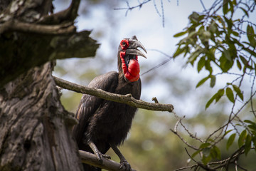 southern ground hornbill