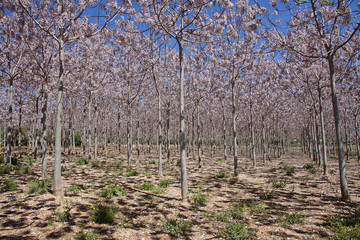 Paulownia´s forest