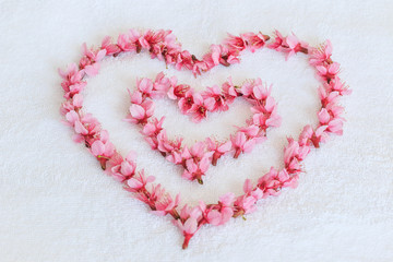 Sakura or cherry blossoms in the double heart shapes with white background to make it outstanding