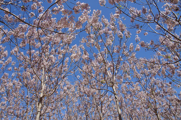 Flowers of Paulownia