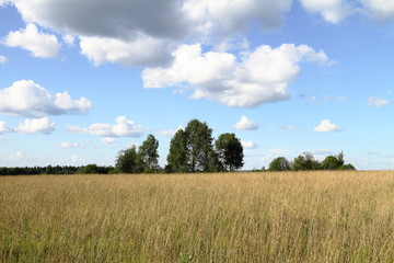 the edge of the forest on the field with blue sky