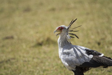 Secretary Bird
