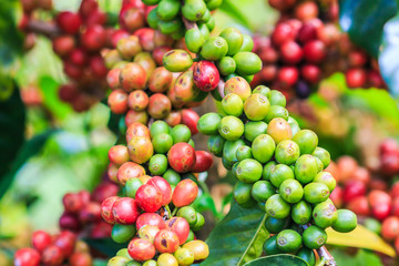 Arabica coffee beans on tree from the north of Thailand
