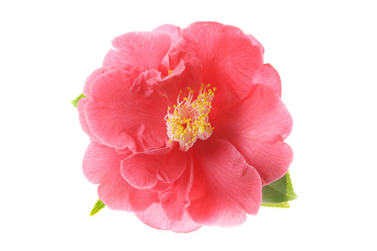 Kamelie Bl&uuml;te