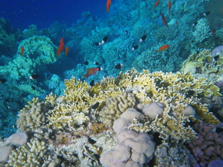 pesci red sea © paolo