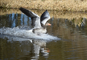 Graugans landet im Wasser