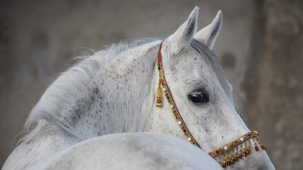 Grey arabian horse head on light background isolated, portrait closeup