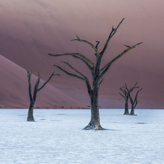 Dead Camelthorn Trees and red dunes in Deadvlei, Sossusvlei, Namib-Naukluft National Park, Namibia