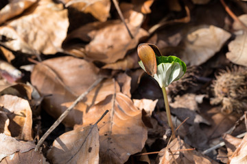 Red beech seedling