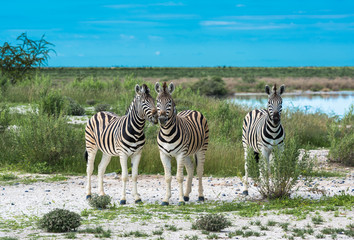 Fototapeta na wymiar Zebras in Etosha national park, Namibia