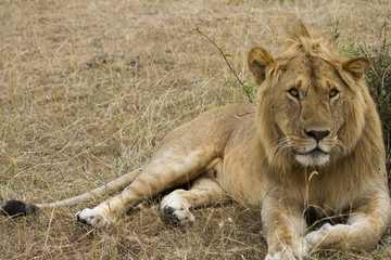 Lion
