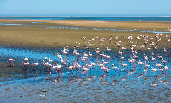 Fototapeta Flock of flamingos at Walvis Bay, Namibia