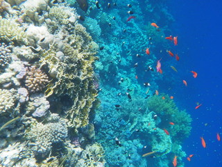 coralli e mondo sommerso red sea © paolo
