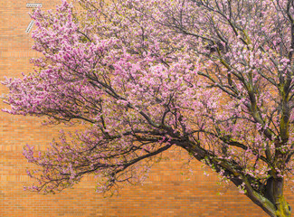 Cherry tree blossoms against the brick wall on the urban street