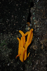 champignons sur souche