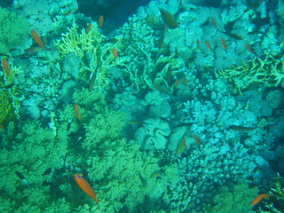 coralli e mondo sommerso red sea © paolo