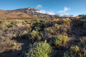 Fototapeta na wymiar Volcano Pico del Teide in the early morning sun