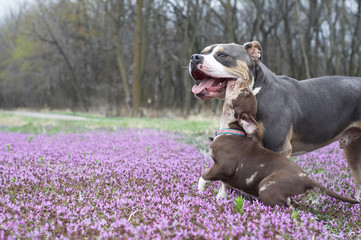 Pesky little sister