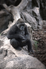 gorilla sitting on a rock