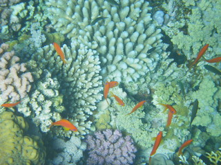 coralli e mondo sommerso red sea © paolo