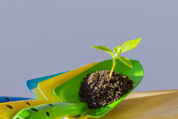 リョウブの苗とスコップ