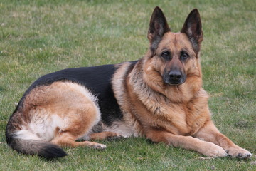 Deutscher Sch&auml;ferhund