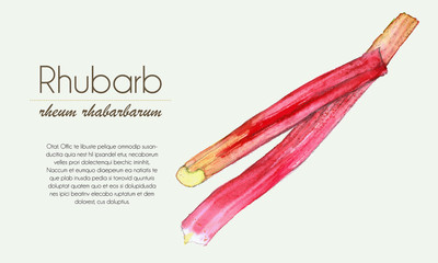 Rhubarb stalks watercolor