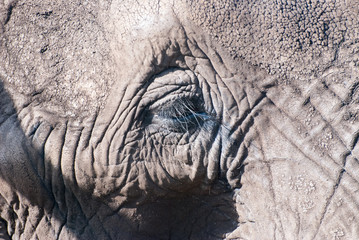 Fototapeta premium Elefant Nahaufnahme Kopf und Auge