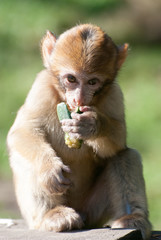 Affe jungtier essend