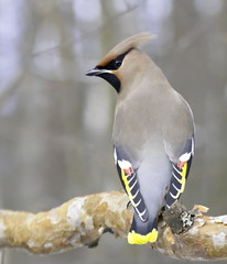 The Waxwing on pine branch. 