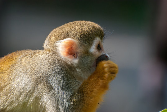 Affe Meerkatze Kopf von der Seite nah