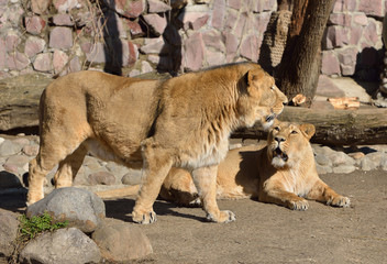 Obraz premium Family of Asiatic lions (Panthera Leo Persica)
