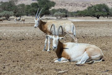 Sahara scimitar Oryx (Oryx leucoryx) nature reserve near Eilat, Israel. This sub-species is in...