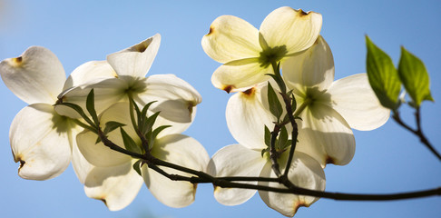 Southern dogwood trees in bloom