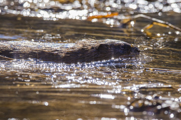 Muskrat in spring