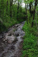 chemin de for&ecirc;t